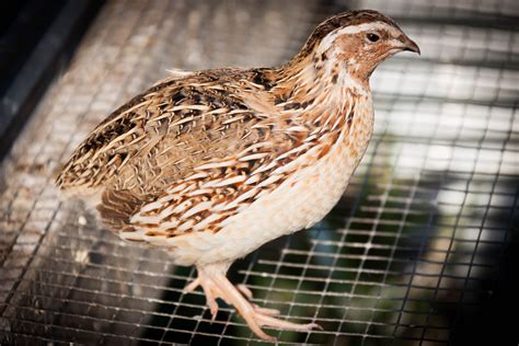 California Valley Quail, also known as valley quail or simply California quail, stands out as the most popular of the five species of western quail. . Live quail for sale near me